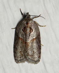 Acleris maculidorsana