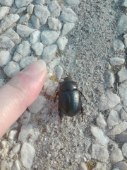 Pentodon bidens punctatus
