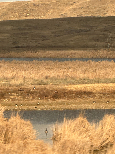 Canada Goose