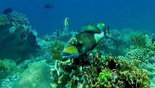 Balistoides viridescens