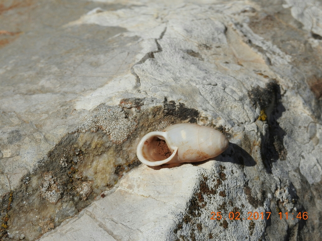 Buliminus jordani