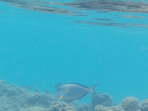 Acanthurus sohal