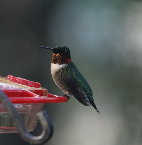 Ruby-throated Hummingbird photographed in New Jersey