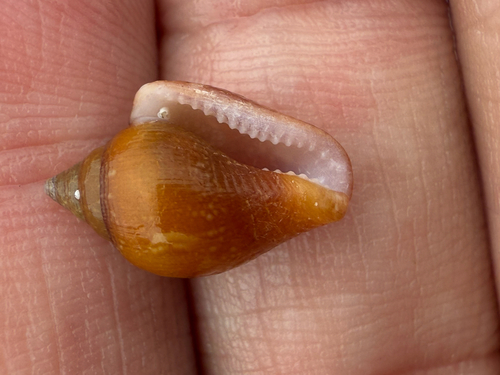 Columbella adansoni