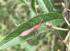 Ricolla quadrispinosa