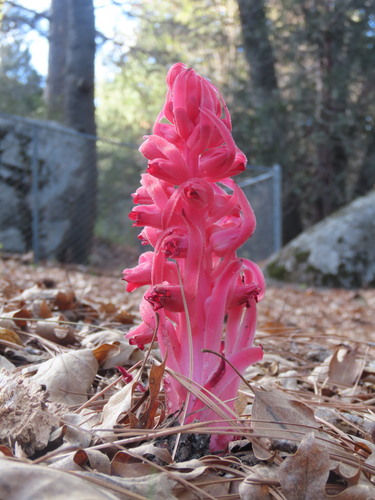 iNaturalist observation photo of Snowplant