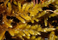 Homalothecium aureum