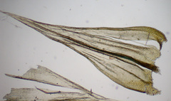 Homalothecium aureum