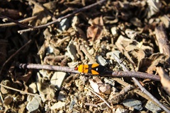 Oncopeltus guttaloides