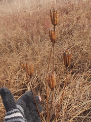 Lilium michiganense