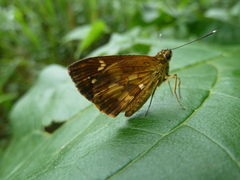 Pardaleodes tibullus tibullus