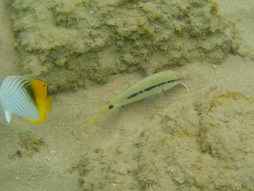 Parupeneus forsskali