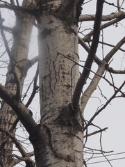 Aspinus