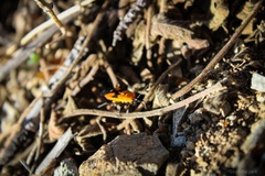 Oncopeltus guttaloides