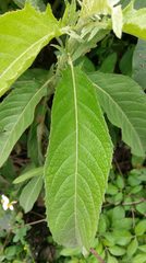 Blumea balsamifera
