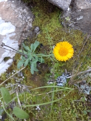 Hysterionica jasionoides