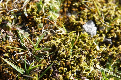 Niphotrichum ericoides observed 2026-04-13