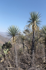Yucca mixtecana