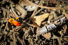 Oncopeltus guttaloides