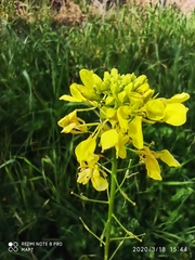 Brassiceae