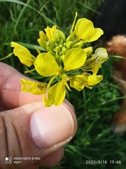 Brassiceae