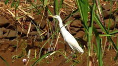 Bubulcus ibis