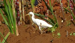 Bubulcus ibis