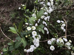 Spiraea prunifolia