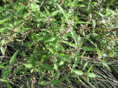 Urtica perconfusa