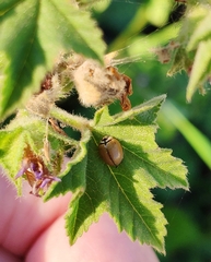 Cheilomenes propinqua nilotica