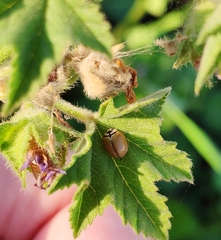 Cheilomenes propinqua nilotica