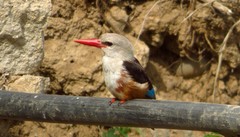 Halcyon leucocephala acteon