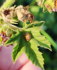 Cheilomenes propinqua nilotica