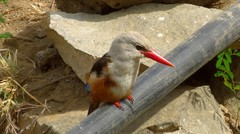 Halcyon leucocephala acteon