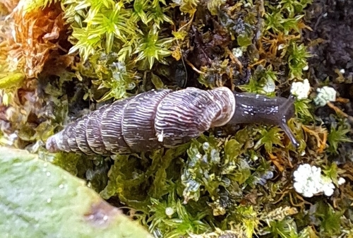 Clausilia bidentata