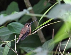 Phaethornis striigularis