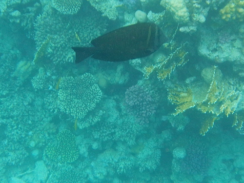 Zebrasoma desjardinii