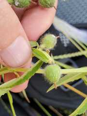 Euphorbia crotonoides image