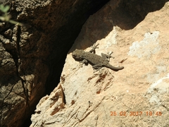 Ptyodactylus puiseuxi