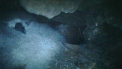 Pterodroma nigripennis