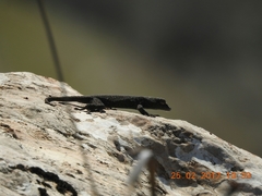Ptyodactylus puiseuxi