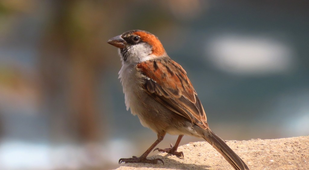 Cape Verde Sparrow photo