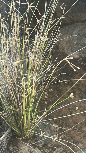 Fimbristylis hawaiiensis observed 2026-04-14