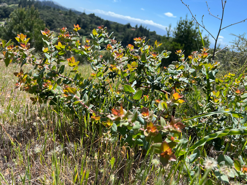 Arctostaphylos pajaroensis, photograph 5