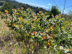 Arctostaphylos pajaroensis, photograph (c) Ryan Donnelly, some rights reserved (CC BY)