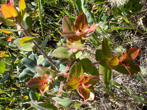 Arctostaphylos pajaroensis, photograph 6