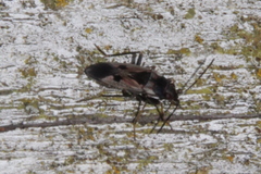 Rhyparochromus vulgaris