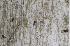 Rhyparochromus vulgaris