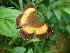 Junonia terea terea