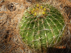 Ferocactus echidne